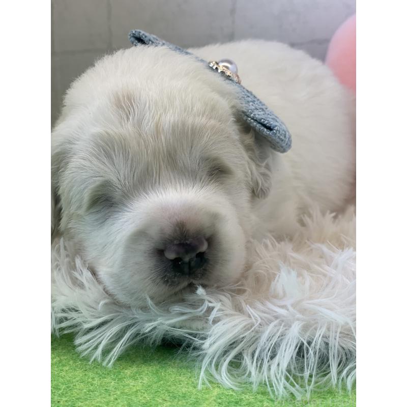 販売中の千葉県のグレートピレニーズ-442119の2枚目