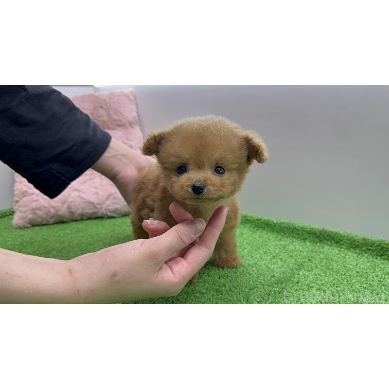 販売中の東京都のティーカッププードル-442121の6枚目