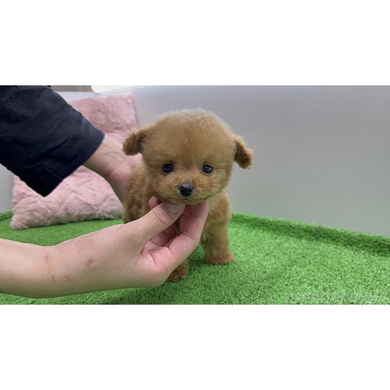 販売中の東京都のティーカッププードル-442121の5枚目