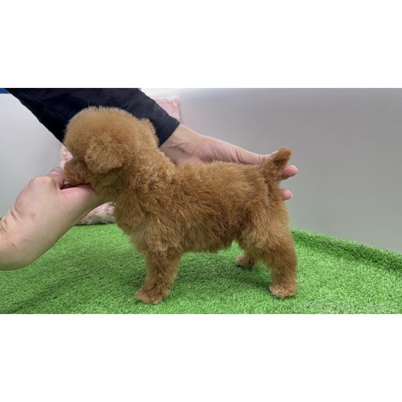 販売中の東京都のティーカッププードル-442121の4枚目