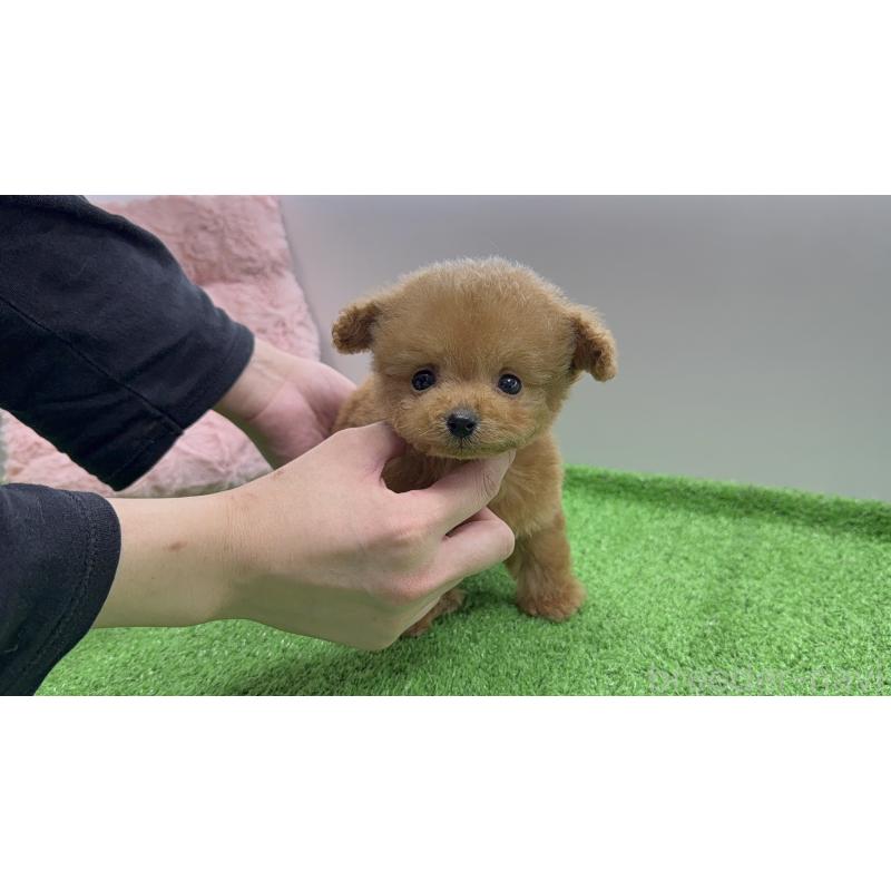 販売中の東京都のティーカッププードル-442121の3枚目