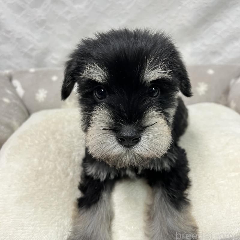 販売中の岡山県のミニチュアシュナウザー-438667