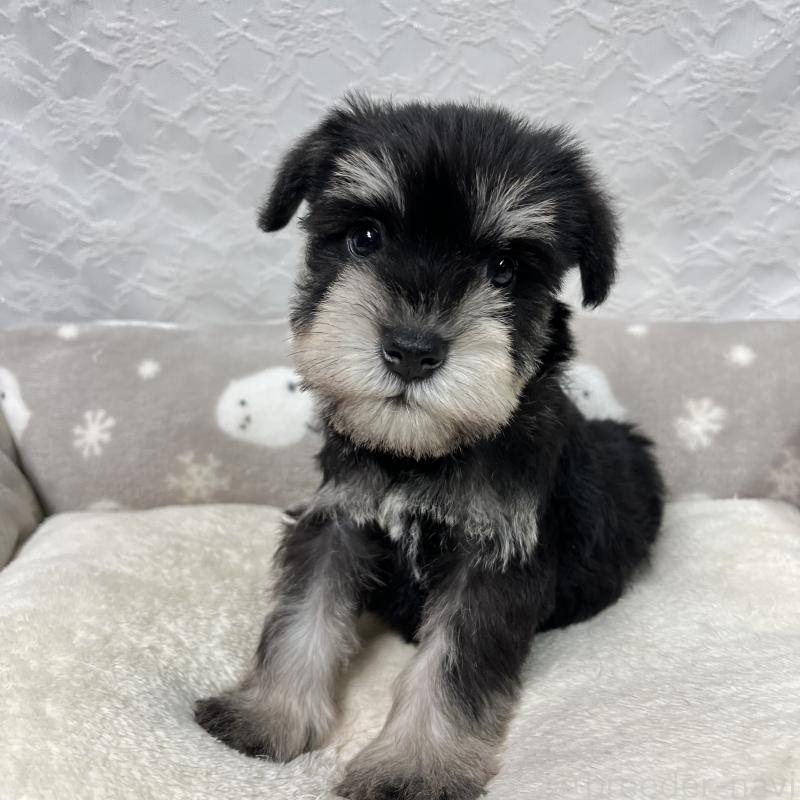 販売中の岡山県のミニチュアシュナウザー-438668