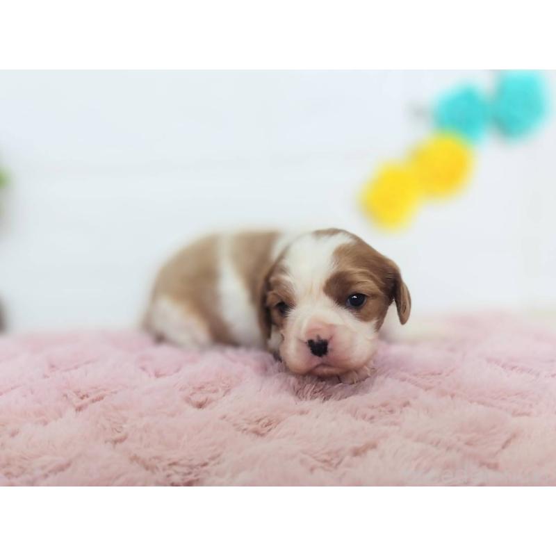 販売中の山形県のキャバリアキングチャールズスパニエル-442123の3枚目