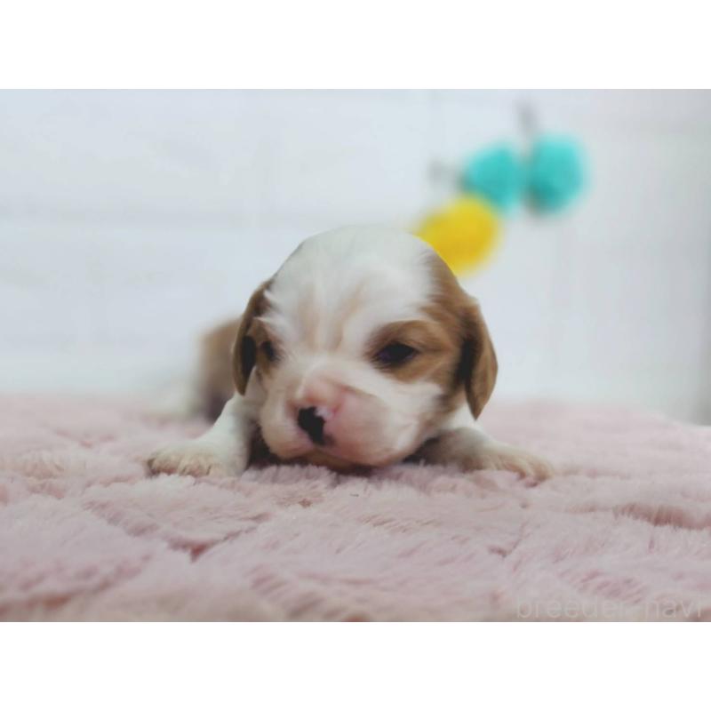 販売中の山形県のキャバリアキングチャールズスパニエル-442124の4枚目