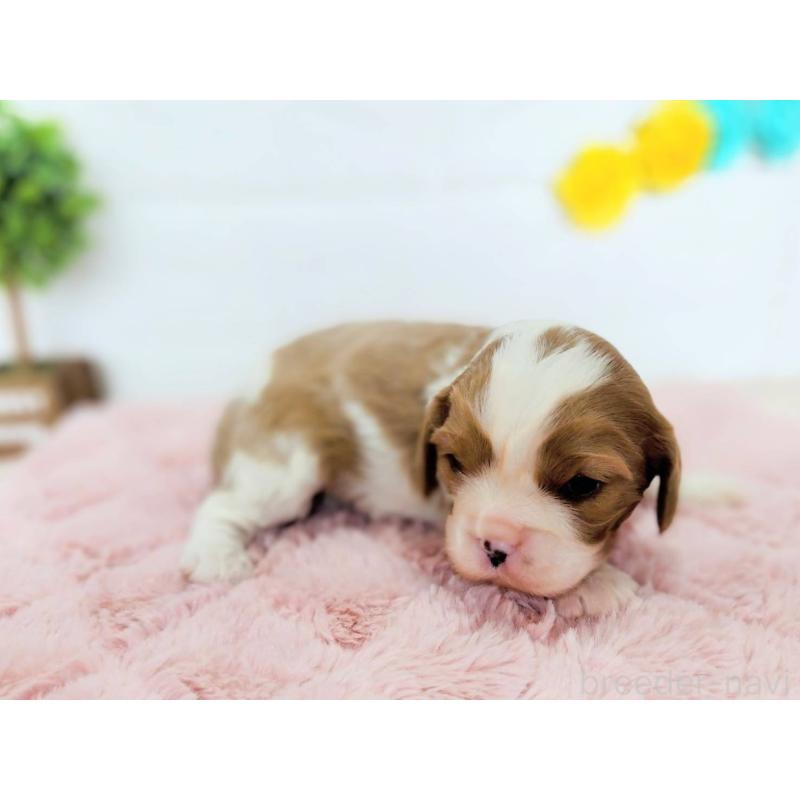 販売中の山形県のキャバリアキングチャールズスパニエル-442125の4枚目