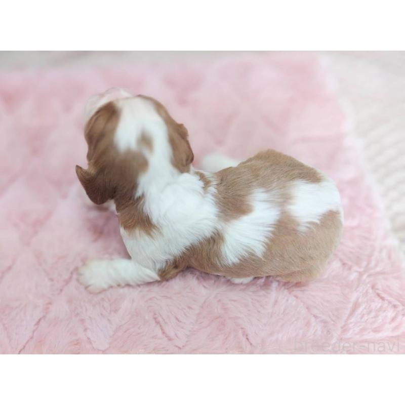 販売中の山形県のキャバリアキングチャールズスパニエル-442125の3枚目