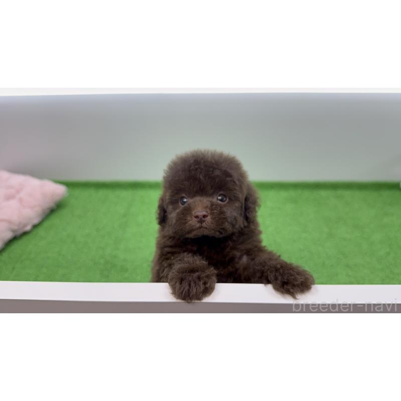 販売中の新潟県のティーカッププードル-442126の6枚目