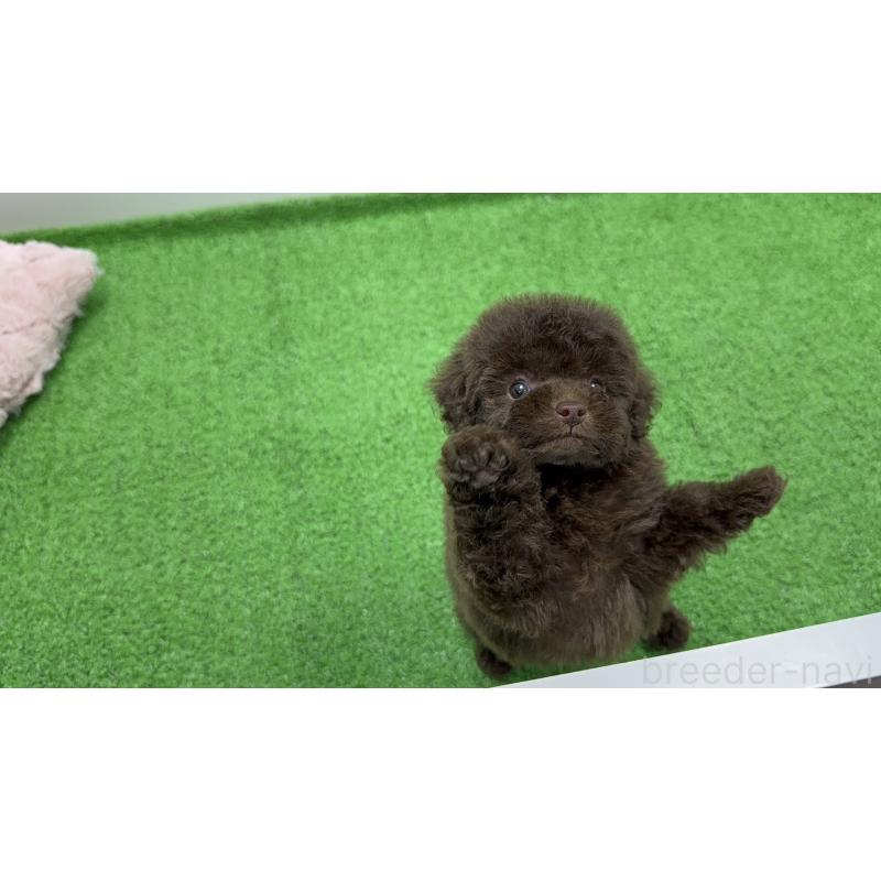 販売中の新潟県のティーカッププードル-442126の5枚目