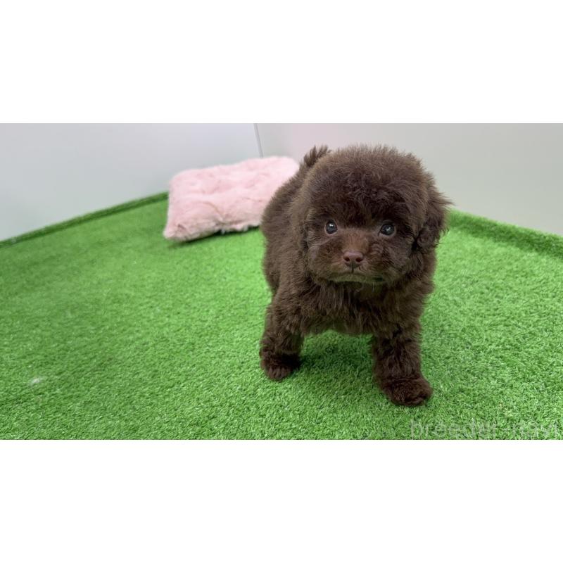 販売中の新潟県のティーカッププードル-442126の4枚目