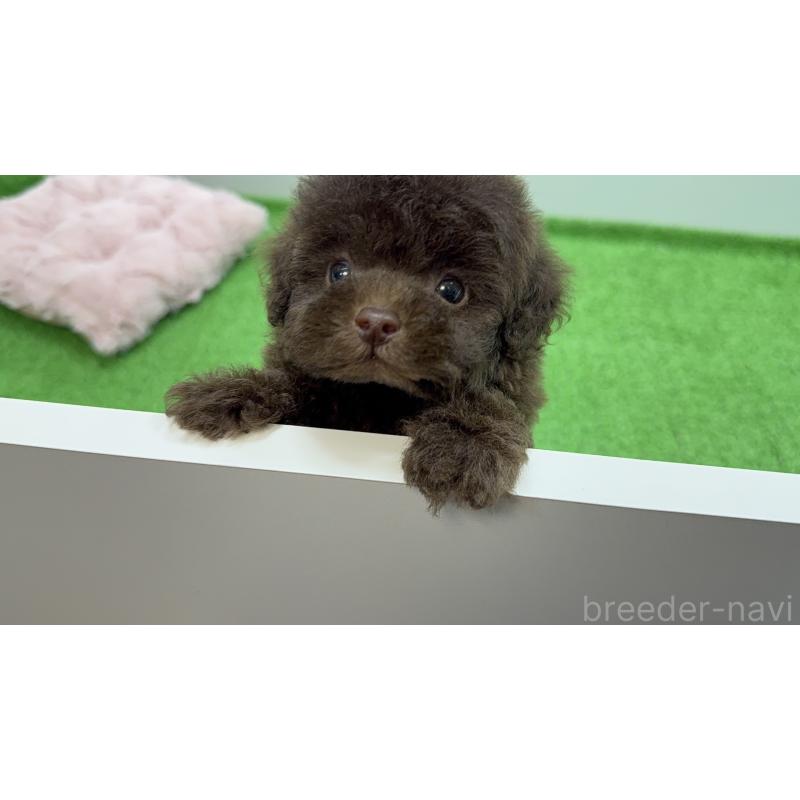 販売中の東京都のティーカッププードル-442127の7枚目