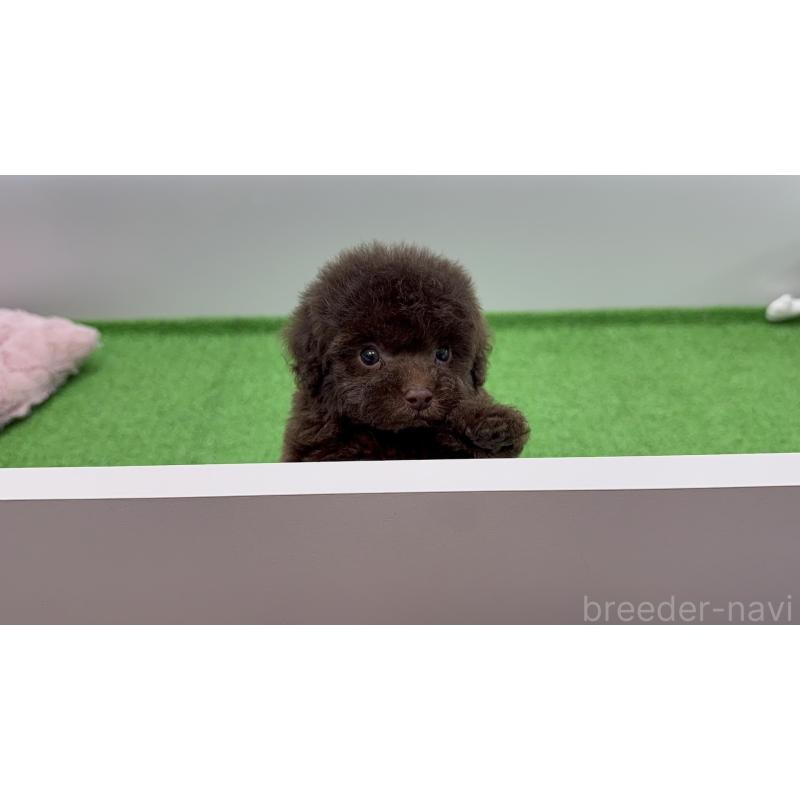 販売中の東京都のティーカッププードル-442127の5枚目