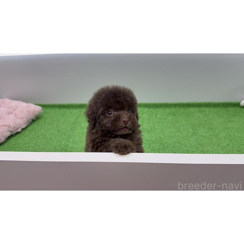 販売中の東京都のティーカッププードル-442127の3枚目