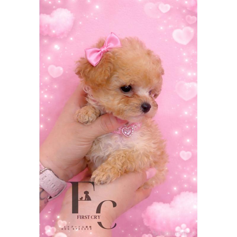 販売中の栃木県のティーカッププードル-437786の4枚目