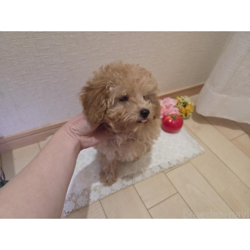 販売中の広島県のタイニープードル-423798の12枚目