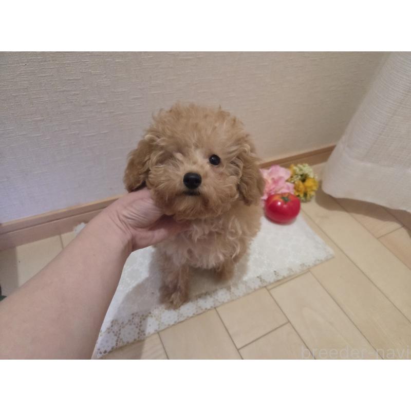 販売中の広島県のタイニープードル-423798の11枚目