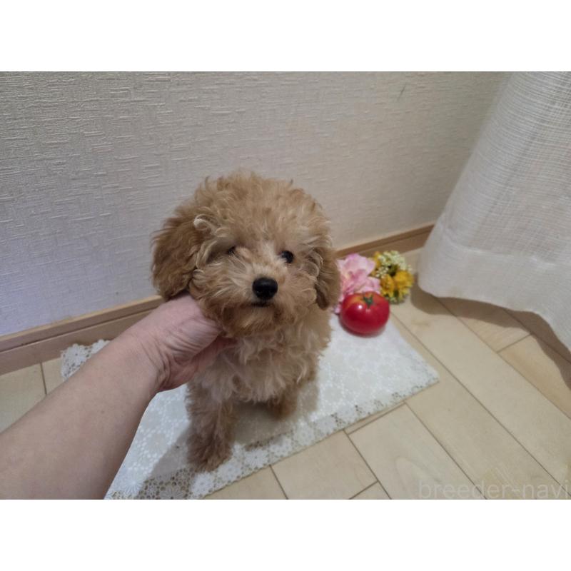 販売中の広島県のタイニープードル-423798