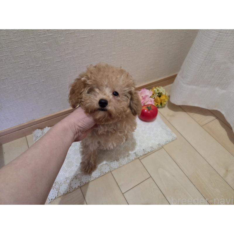 販売中の広島県のタイニープードル-423798の10枚目