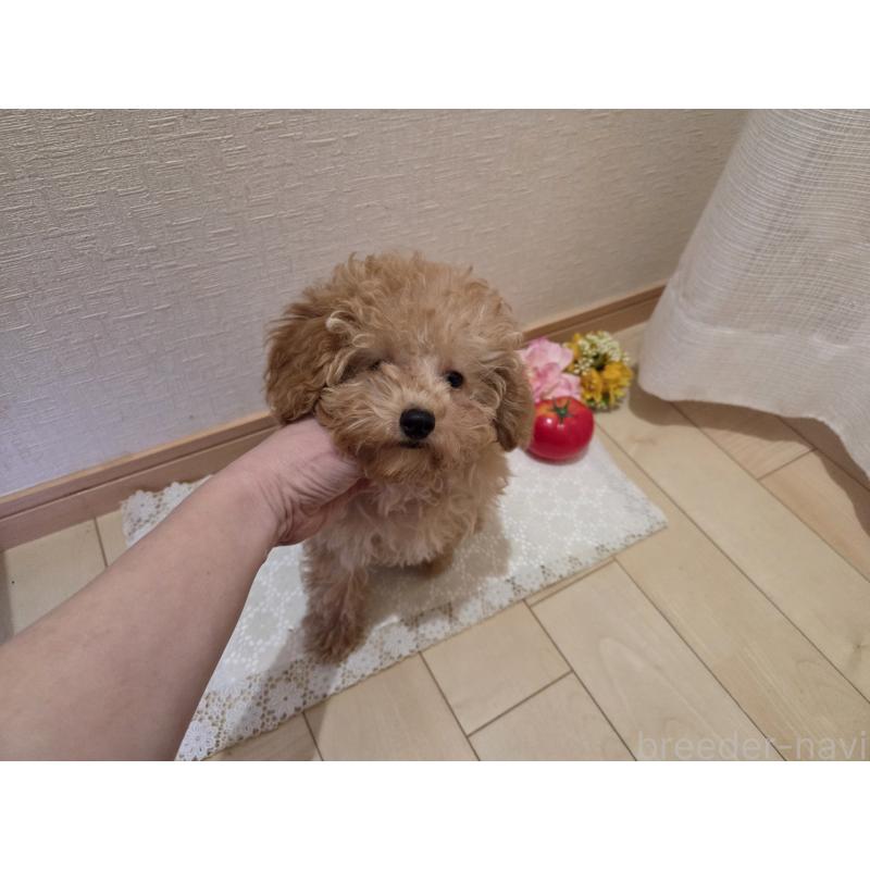 販売中の広島県のタイニープードル-423798の9枚目