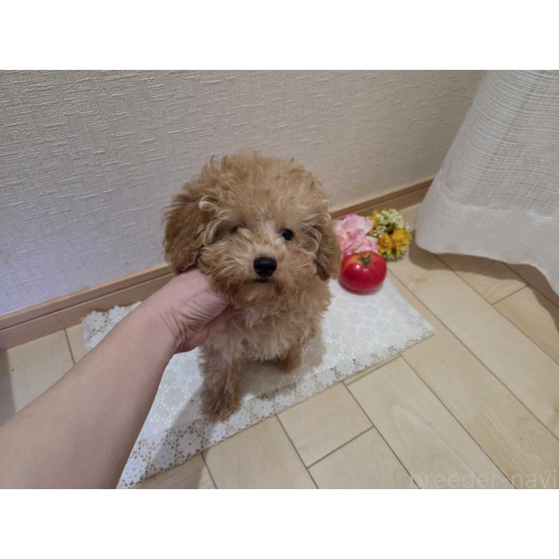 販売中の広島県のタイニープードル-423798の8枚目