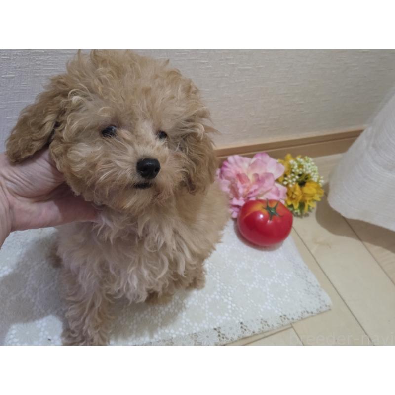 販売中の広島県のタイニープードル-423798の7枚目
