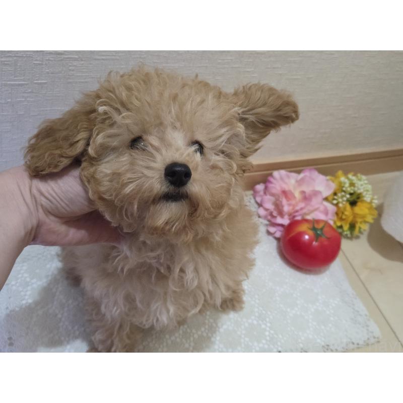 販売中の広島県のタイニープードル-423798の6枚目