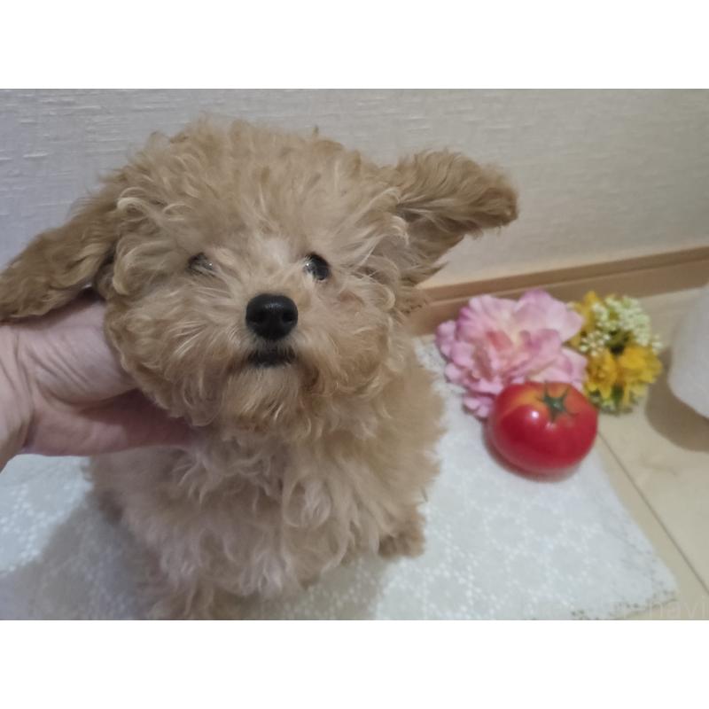 販売中の広島県のタイニープードル-423798の5枚目