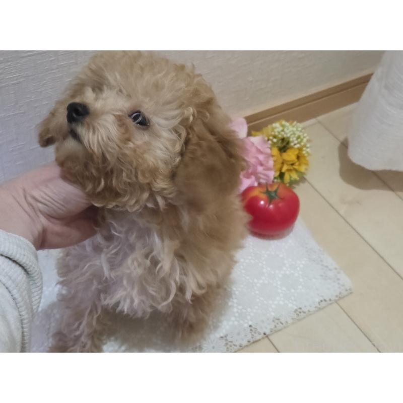 販売中の広島県のタイニープードル-423798の4枚目