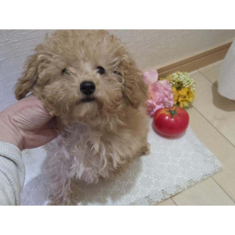 販売中の広島県のタイニープードル-423798の3枚目