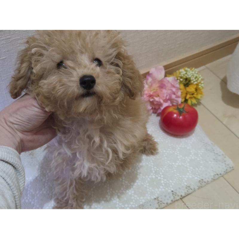 販売中の広島県のタイニープードル-423798の2枚目