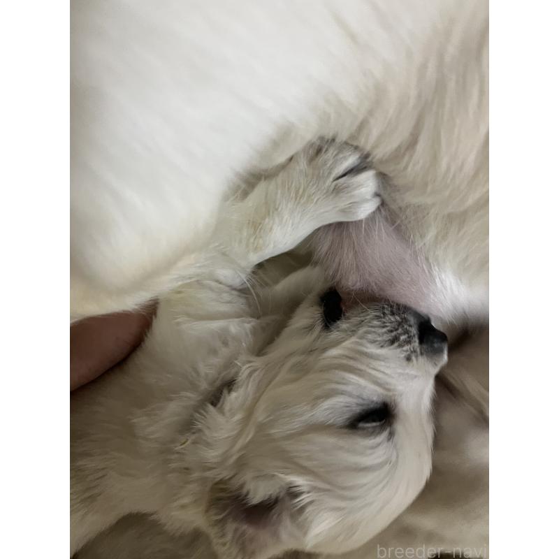 成約済の茨城県のゴールデンレトリーバー-439411の2枚目