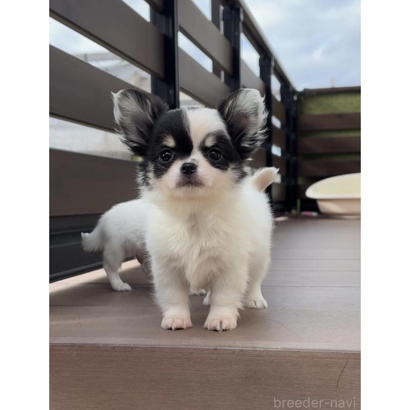 販売中の岡山県のチワワ(ロングコート)-438395の7枚目