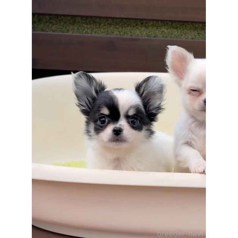 販売中の岡山県のチワワ(ロングコート)-438395の6枚目