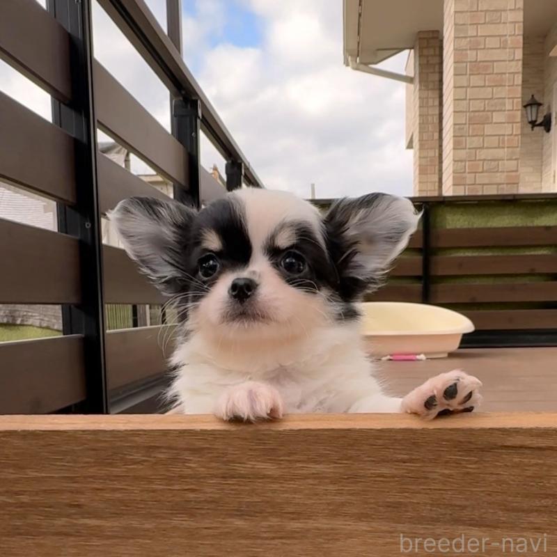 販売中の岡山県のチワワ(ロングコート)-438395の5枚目