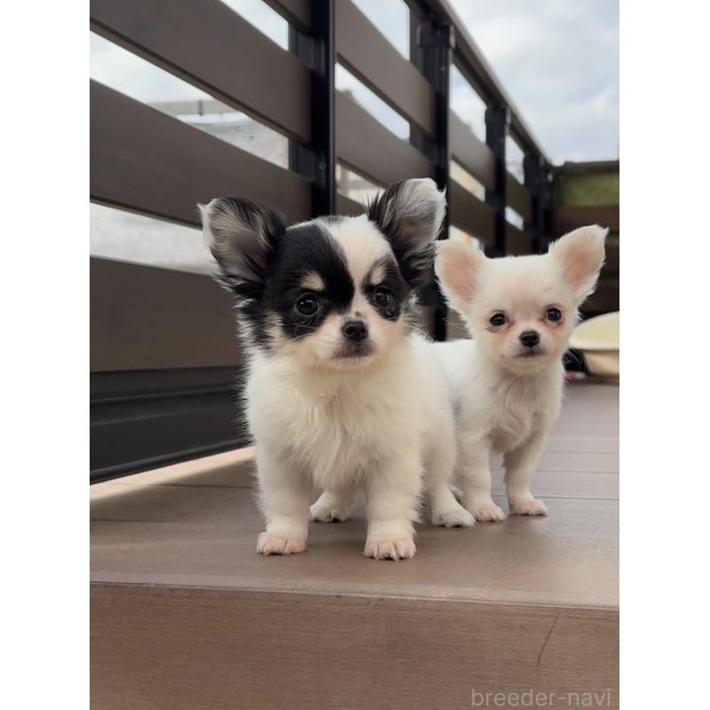 販売中の岡山県のチワワ(ロングコート)-438395の2枚目