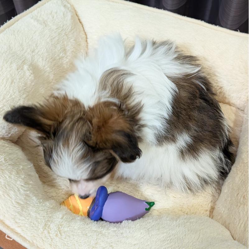 販売中の埼玉県のパピヨン-442141の16枚目