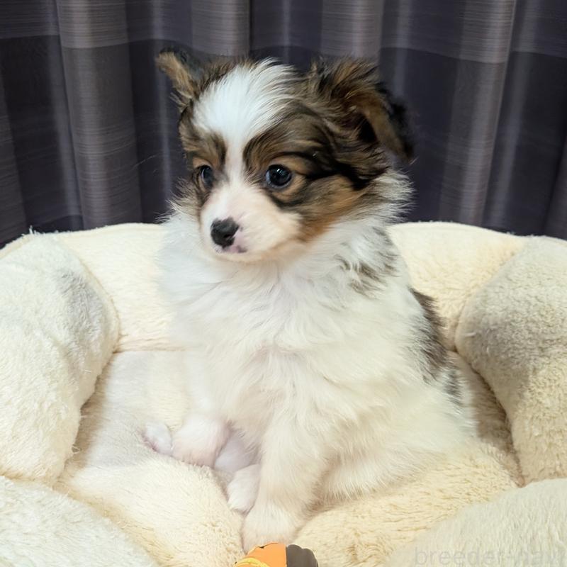 販売中の埼玉県のパピヨン-442141の15枚目