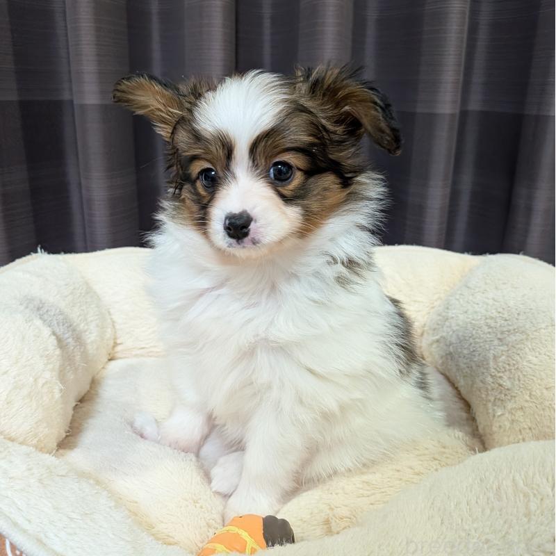 販売中の埼玉県のパピヨン-442141の14枚目