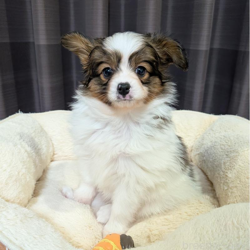 販売中の埼玉県のパピヨン-442141の12枚目