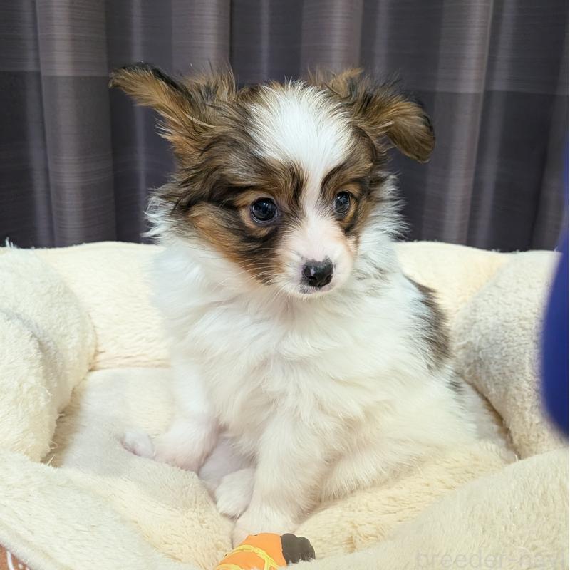 販売中の埼玉県のパピヨン-442141の11枚目