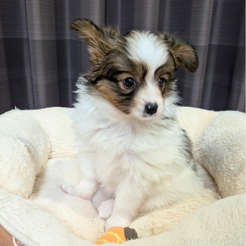 販売中の埼玉県のパピヨン-442141の10枚目