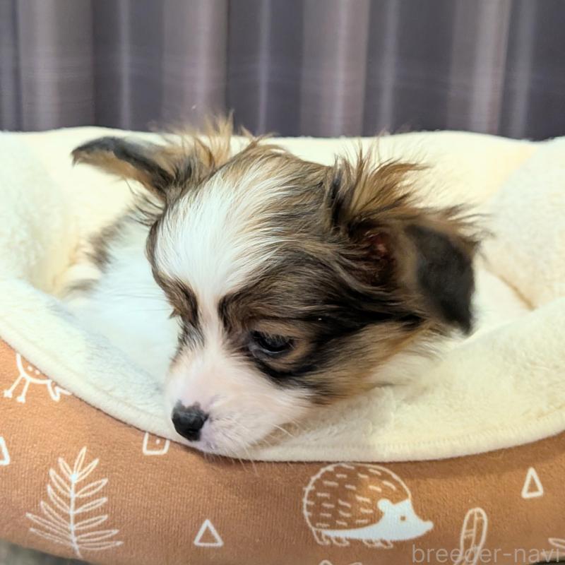 販売中の埼玉県のパピヨン-442141の9枚目