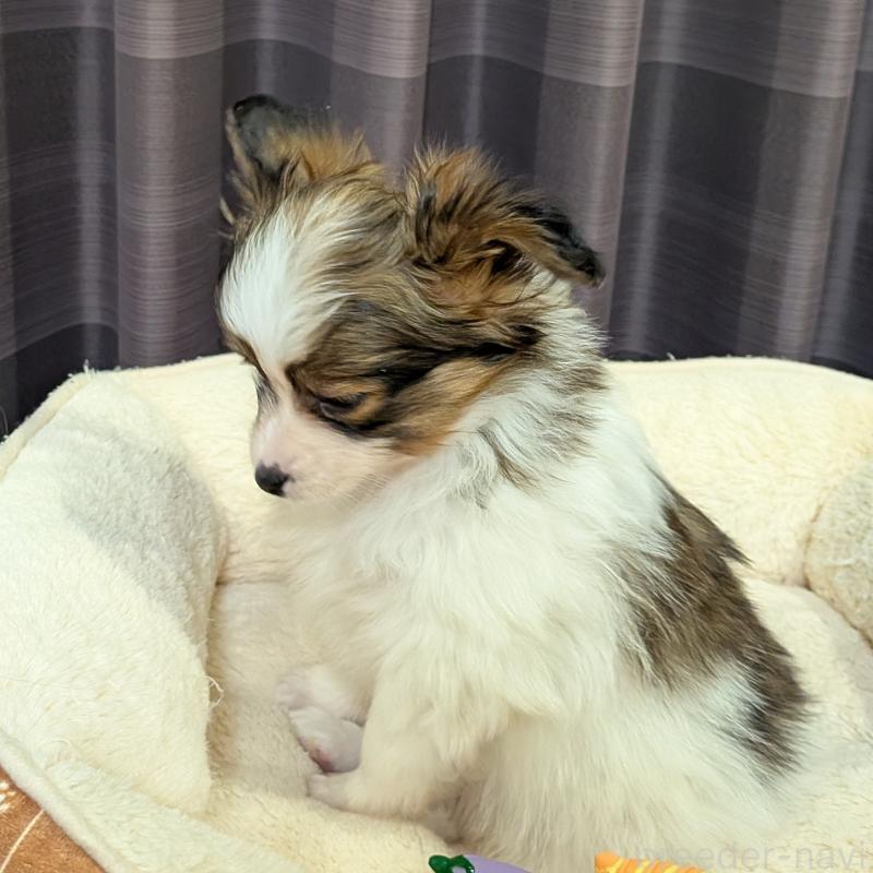 販売中の埼玉県のパピヨン-442141の8枚目