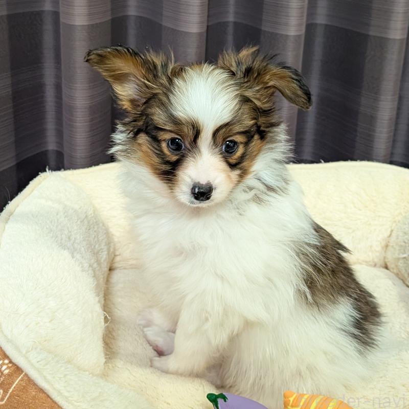 販売中の埼玉県のパピヨン-442141の7枚目