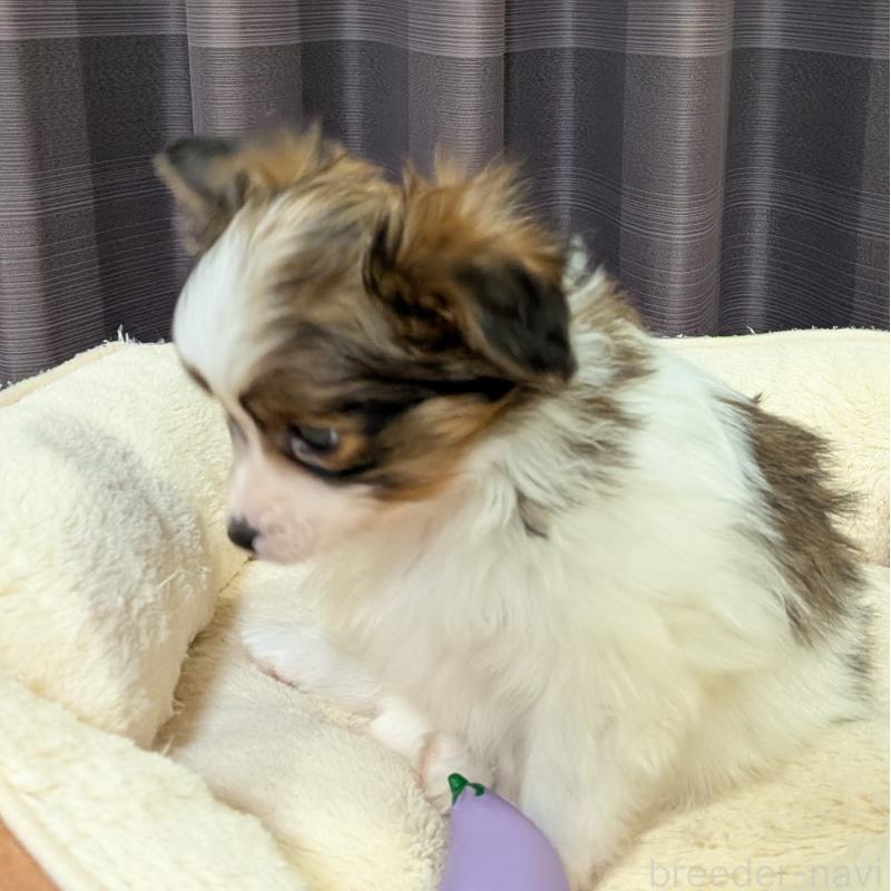 販売中の埼玉県のパピヨン-442141の6枚目