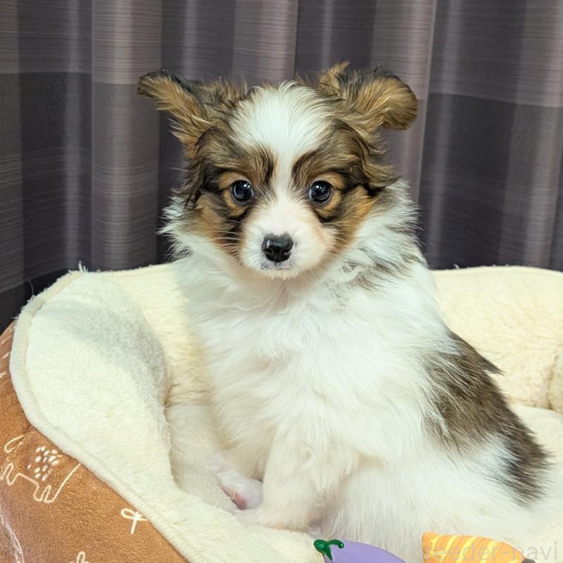 販売中の埼玉県のパピヨン-442141の5枚目