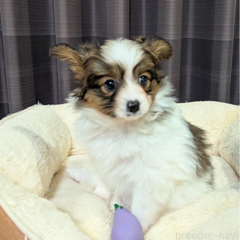 販売中の埼玉県のパピヨン-442141の4枚目