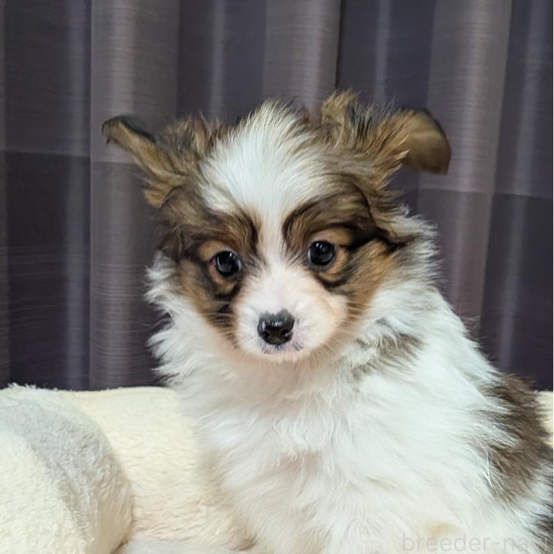 販売中の埼玉県のパピヨン-442141の3枚目