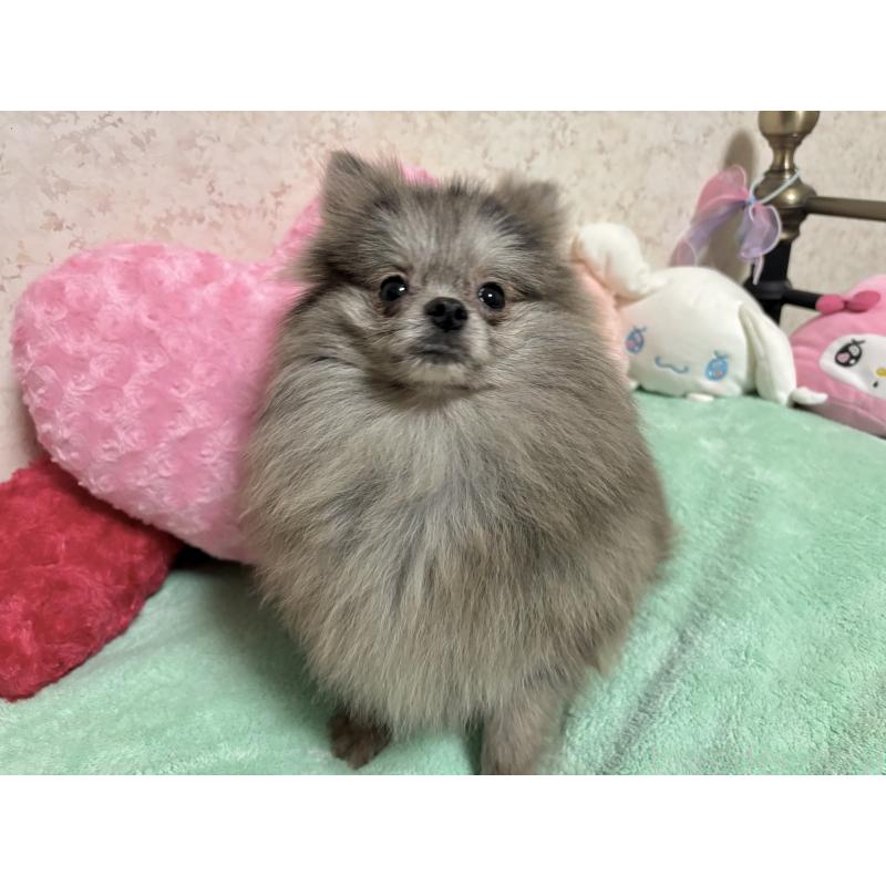 成約済の新潟県のポメラニアン-409272の14枚目