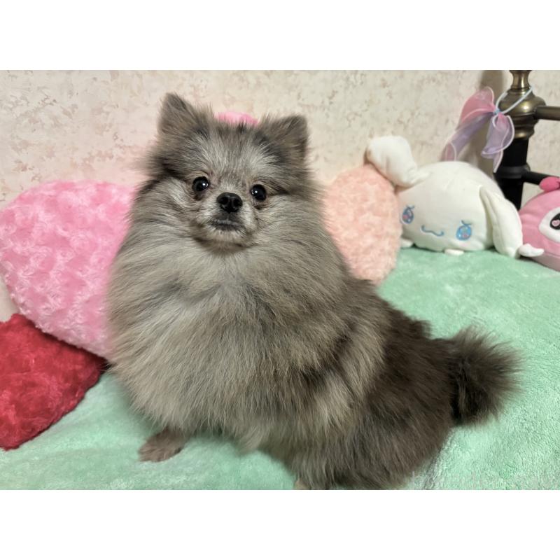 成約済の新潟県のポメラニアン-409272の13枚目